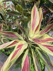 Cordyline fruticosa