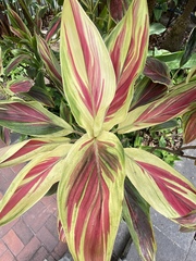 Cordyline fruticosa