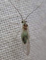 Stenopsocus immaculatus