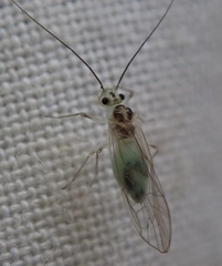 Stenopsocus immaculatus