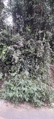 Dipogon lignosus