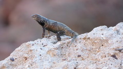 Sceloporus hunsakeri