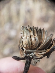 Antistrophus