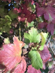 Viburnum edule