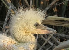 Ardea alba