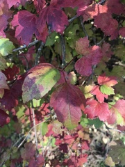 Viburnum edule