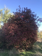 Viburnum edule
