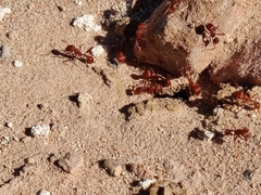Pogonomyrmex