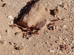 Pogonomyrmex