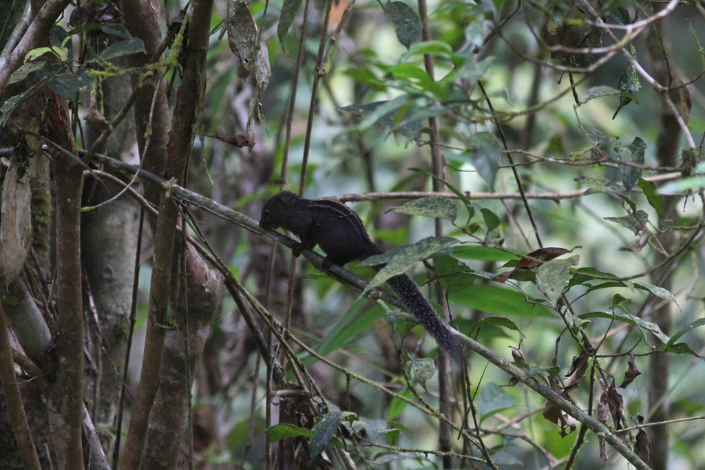 Layard's Palm Squirrel