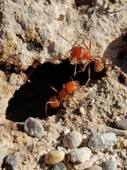 Pogonomyrmex