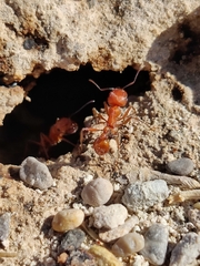 Pogonomyrmex
