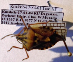 Carpocoris purpureipennis