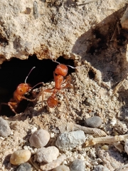 Pogonomyrmex