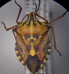 Carpocoris purpureipennis