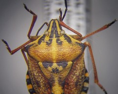Carpocoris purpureipennis