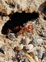 Pogonomyrmex