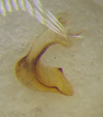 Carpocoris purpureipennis