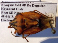 Carpocoris purpureipennis