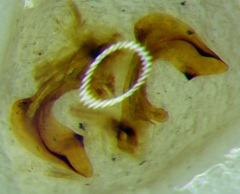 Carpocoris purpureipennis