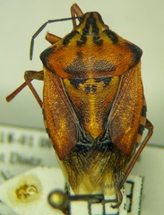 Carpocoris purpureipennis