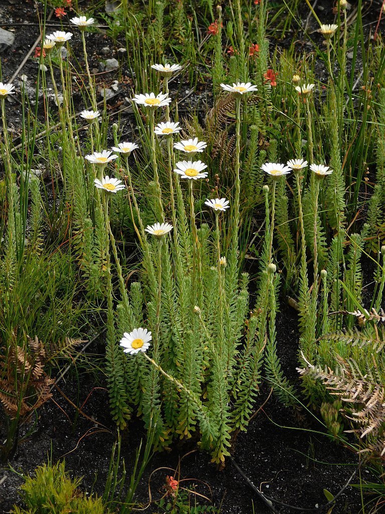 Hairy Swampdaisy