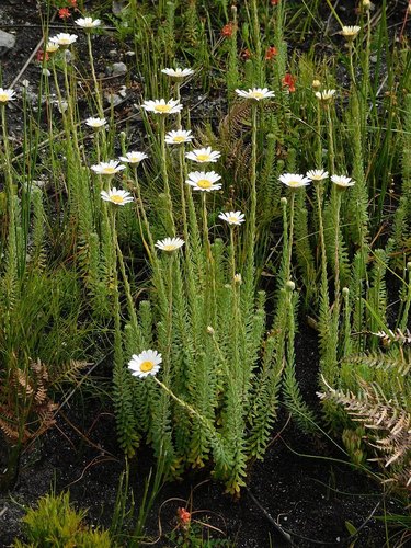 Osmitopsis afra (L.) K.Bremer