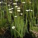 Hairy Swampdaisy - Photo no rights reserved, uploaded by Klaus Wehrlin