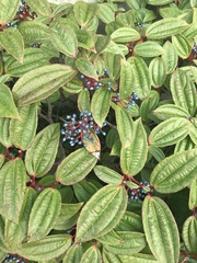 Viburnum davidii