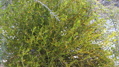 Phoradendron brachystachyum