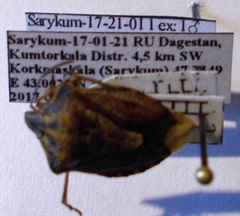 Carpocoris purpureipennis