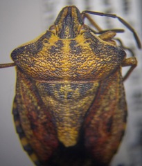 Carpocoris purpureipennis