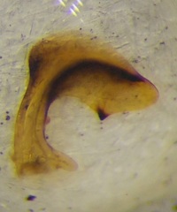 Carpocoris purpureipennis