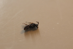 Hylaeus