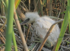 Ardea alba