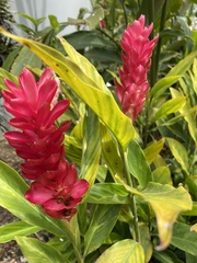 Alpinia purpurata