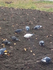 Columba livia domestica