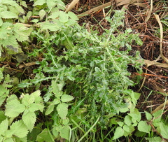 Cirsium arvense arvense