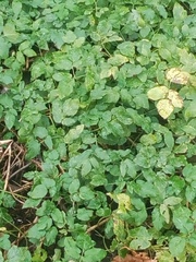 Aegopodium podagraria