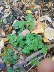 Chelidonium majus