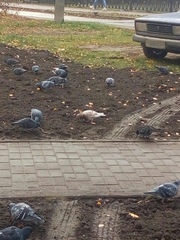 Columba livia domestica