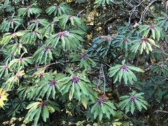 Daphniphyllum macropodum