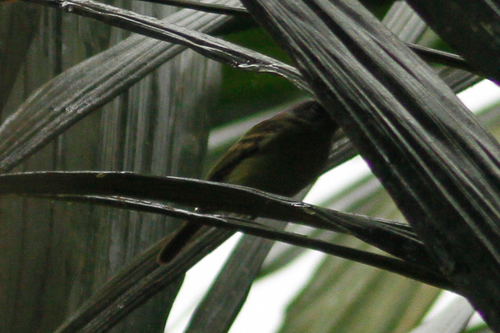Myiophobus crypterythrus