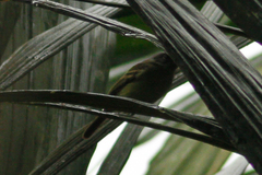 Myiophobus crypterythrus