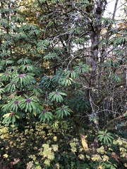 Daphniphyllum macropodum