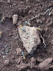 Syntermes molestus