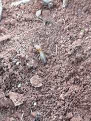 Syntermes molestus