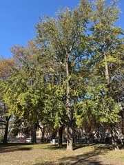 Ginkgo biloba