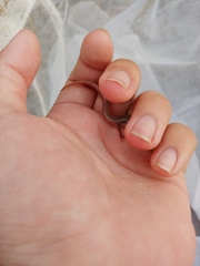 Plestiodon egregius similis