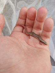 Plestiodon egregius similis